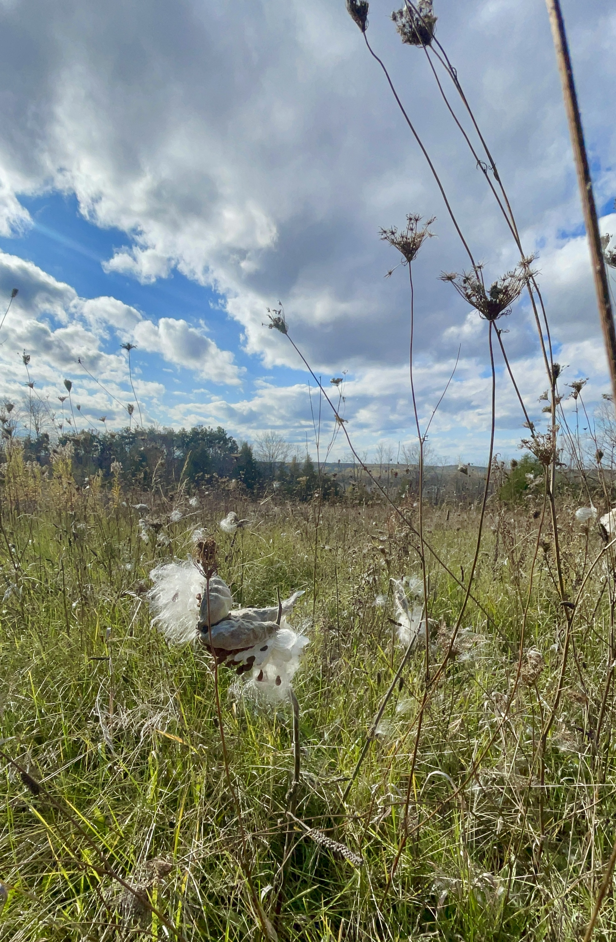Meadow in autumn